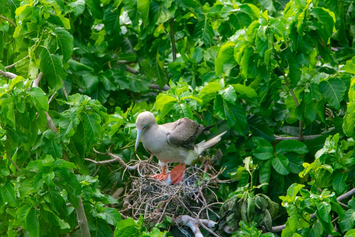 Red-footed Booby - ML398929821