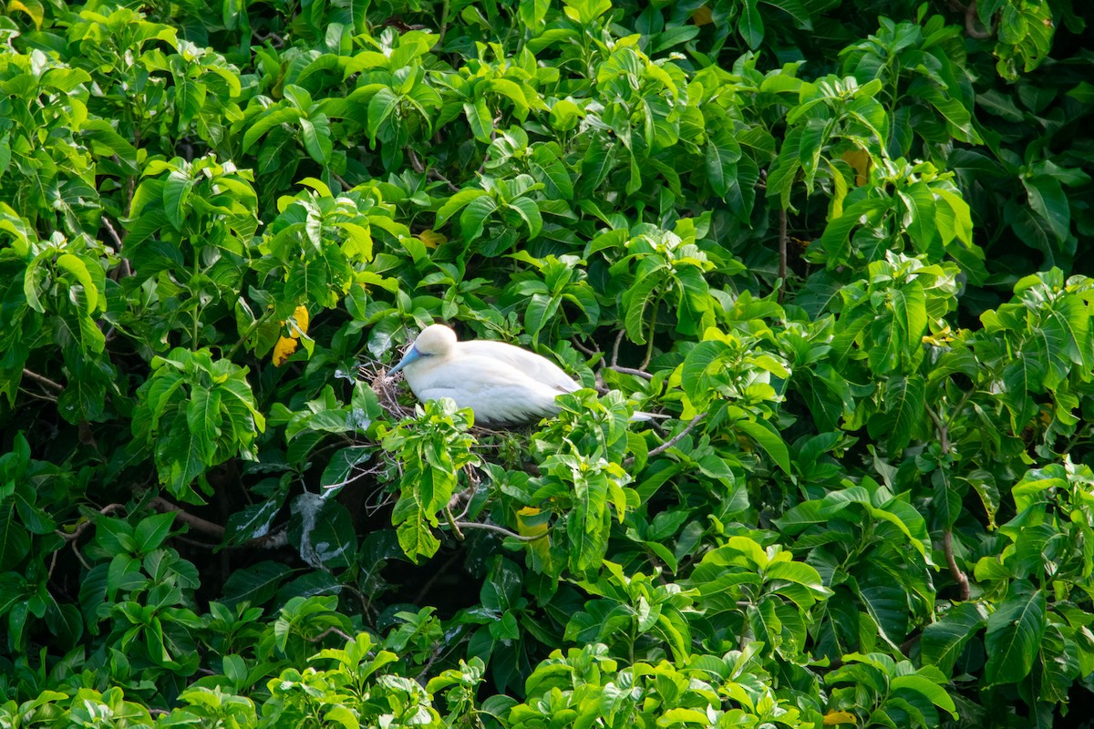 Red-footed Booby - ML398929831