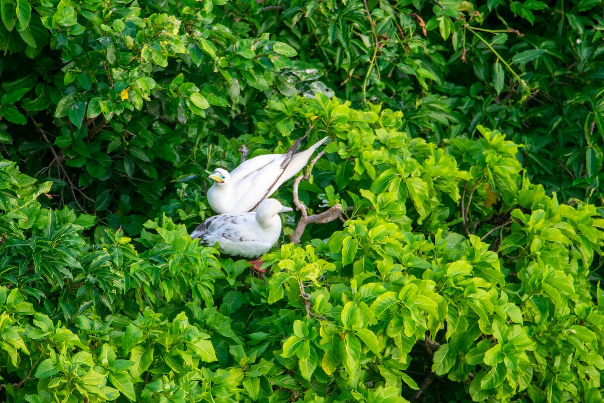 Red-footed Booby - ML398929901