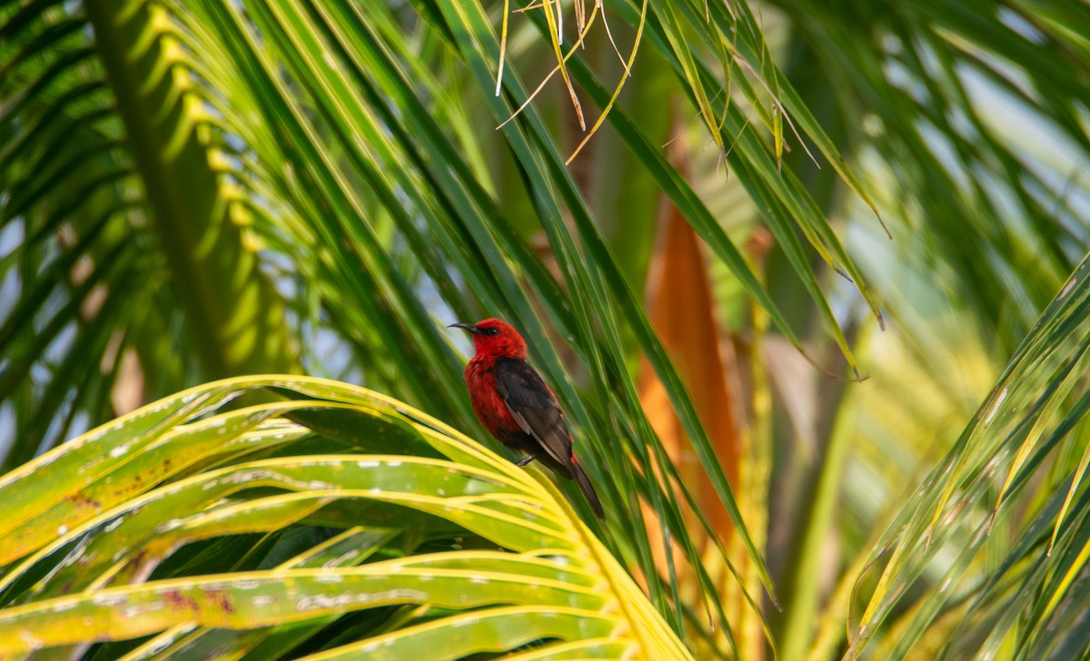 Micronesian Myzomela - ML398929951