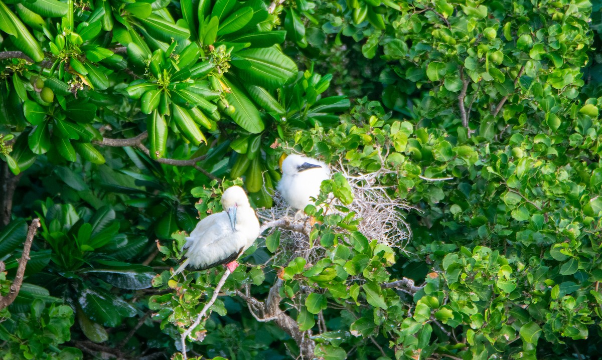 Red-footed Booby - ML398929971