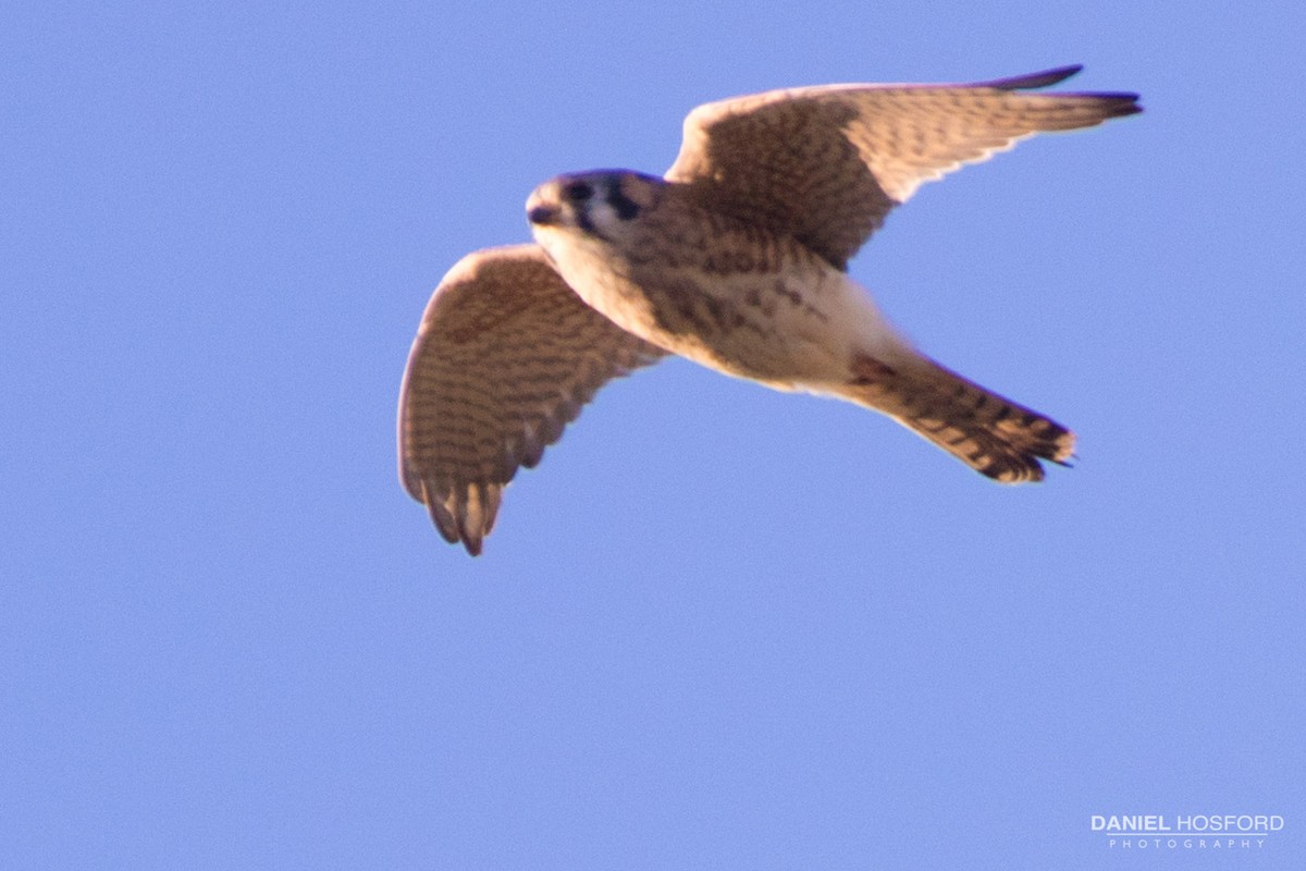 American Kestrel - ML39893241