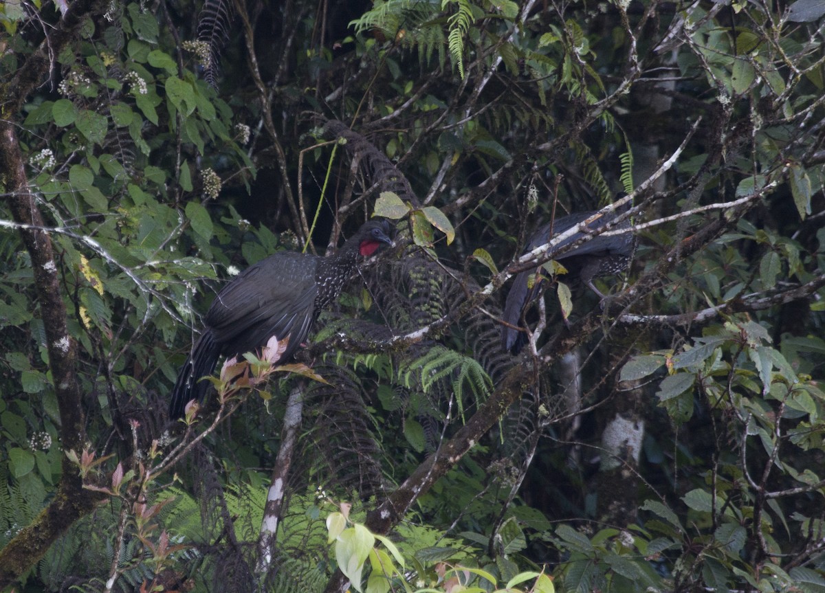 Crested Guan - ML398933011