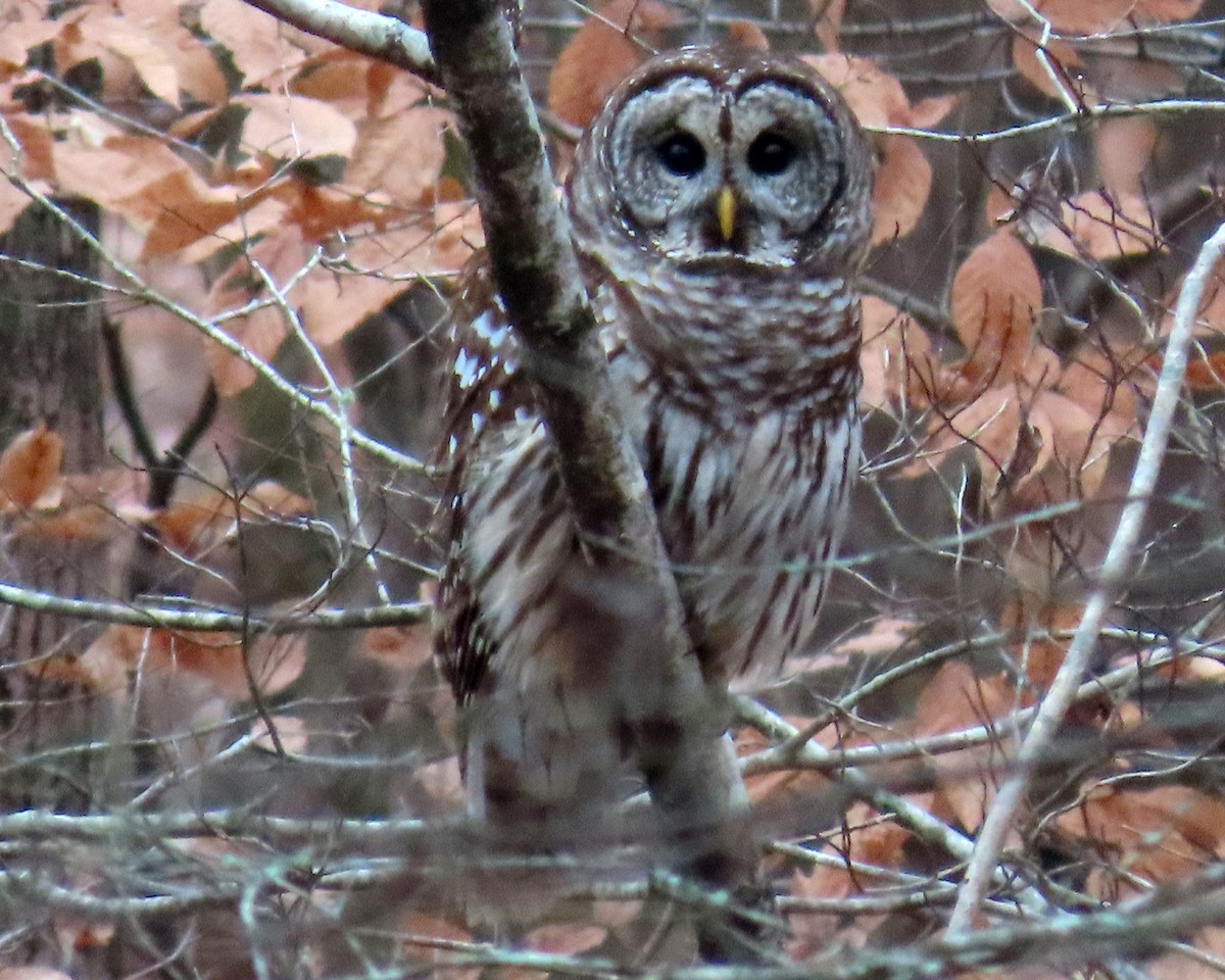 Barred Owl - ML398934071