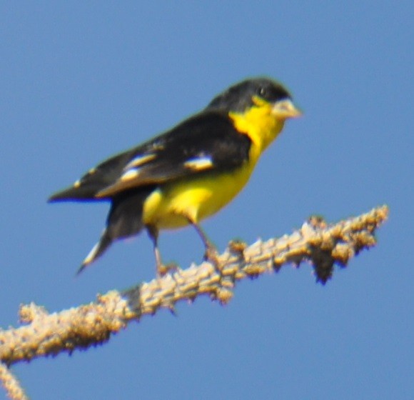 Lesser Goldfinch - ML398935971