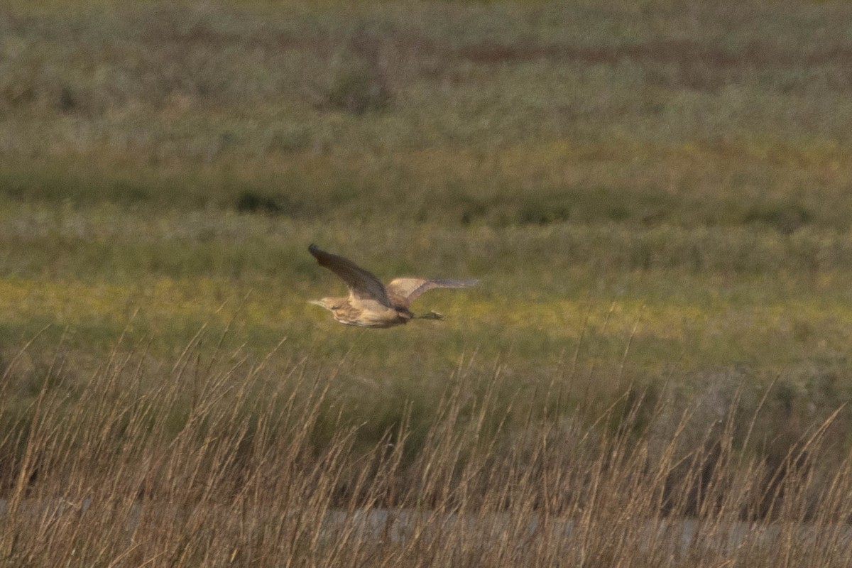 American Bittern - ML398936141