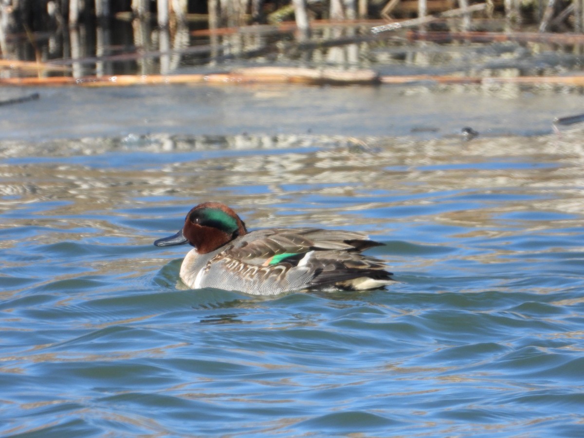 Green-winged Teal - ML398937221