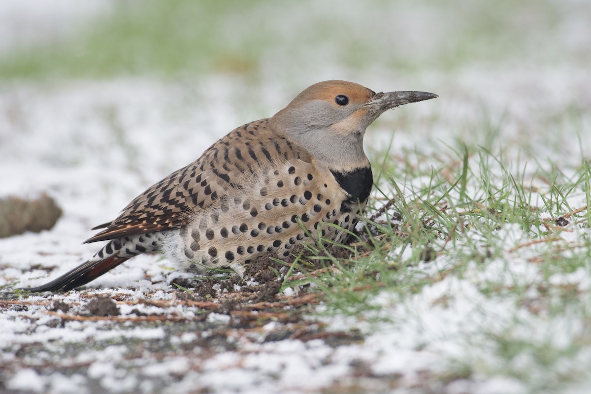 Northern Flicker - Bridget Spencer