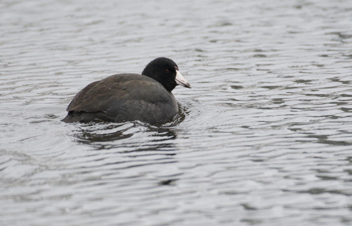 American Coot - Bridget Spencer