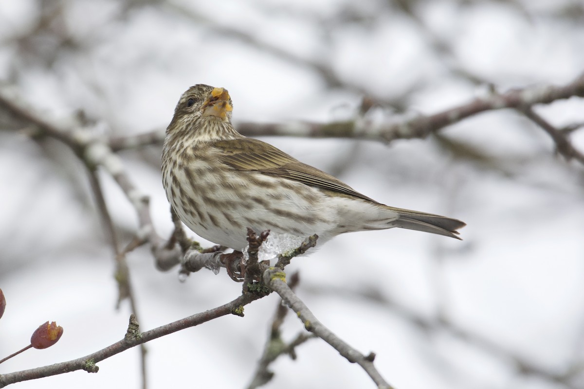 Purple Finch - ML398937571