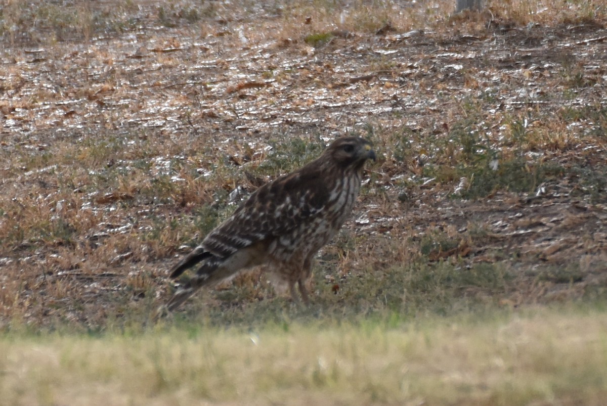 Red-shouldered Hawk - Naresh Satyan