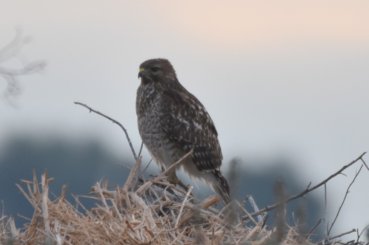 Red-shouldered Hawk - Naresh Satyan