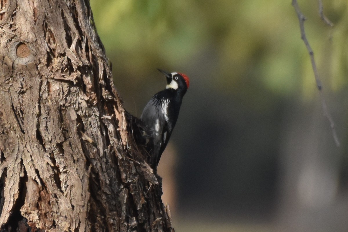 Acorn Woodpecker - ML398939361