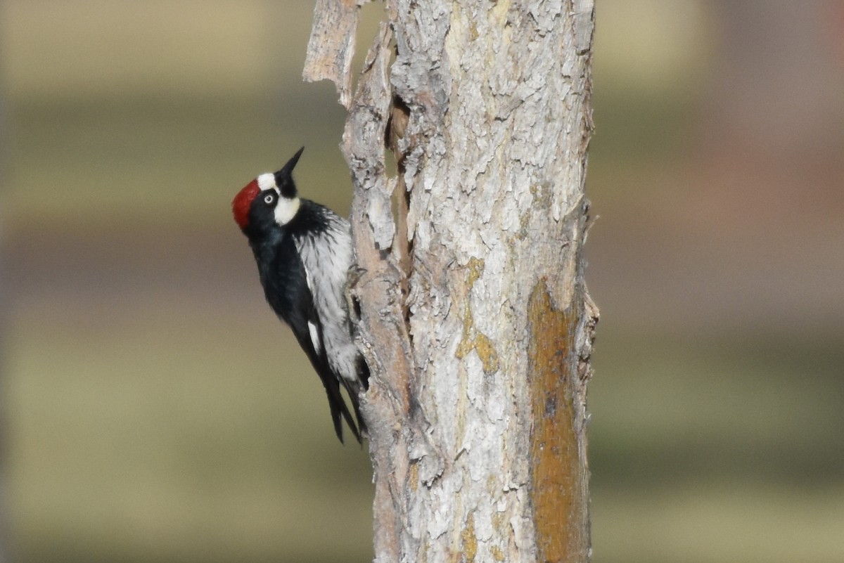 Acorn Woodpecker - ML398939371