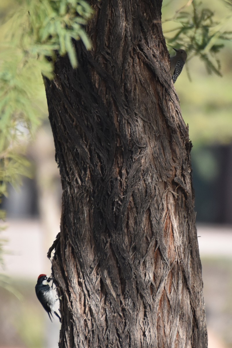 Acorn Woodpecker - ML398939381