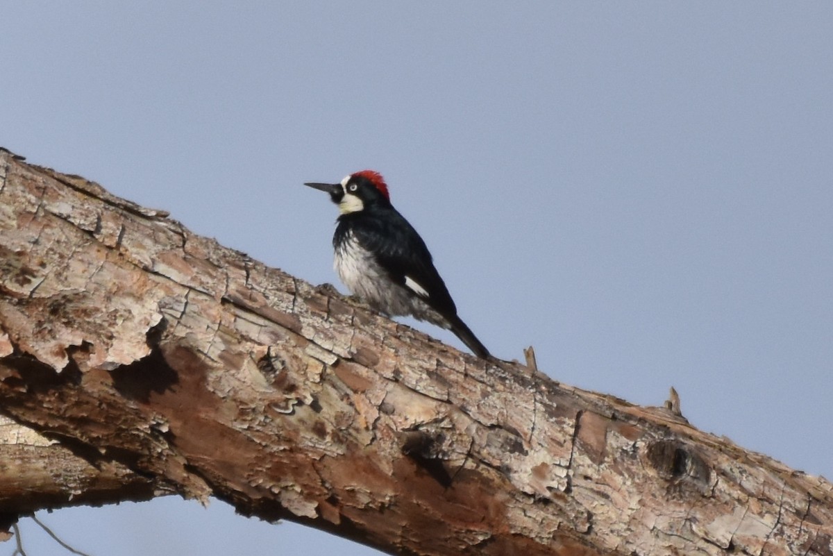 Acorn Woodpecker - ML398939391