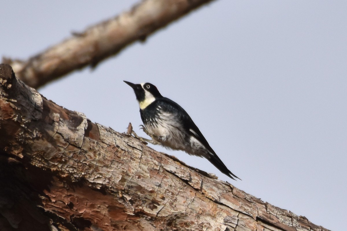 Acorn Woodpecker - ML398939401