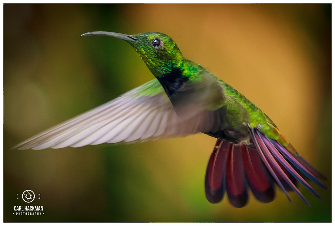 Hispaniolan Mango - ML398939841