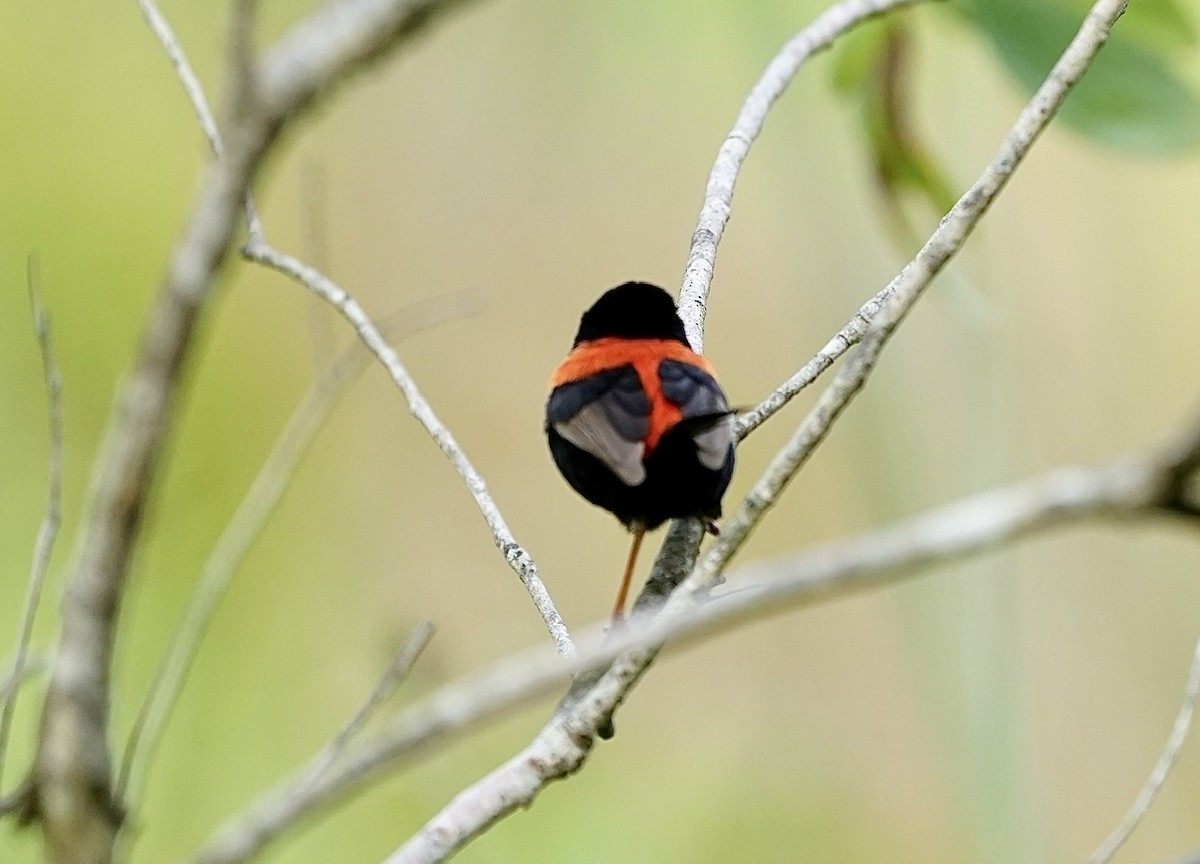 Red-backed Fairywren - Anthony Schlencker