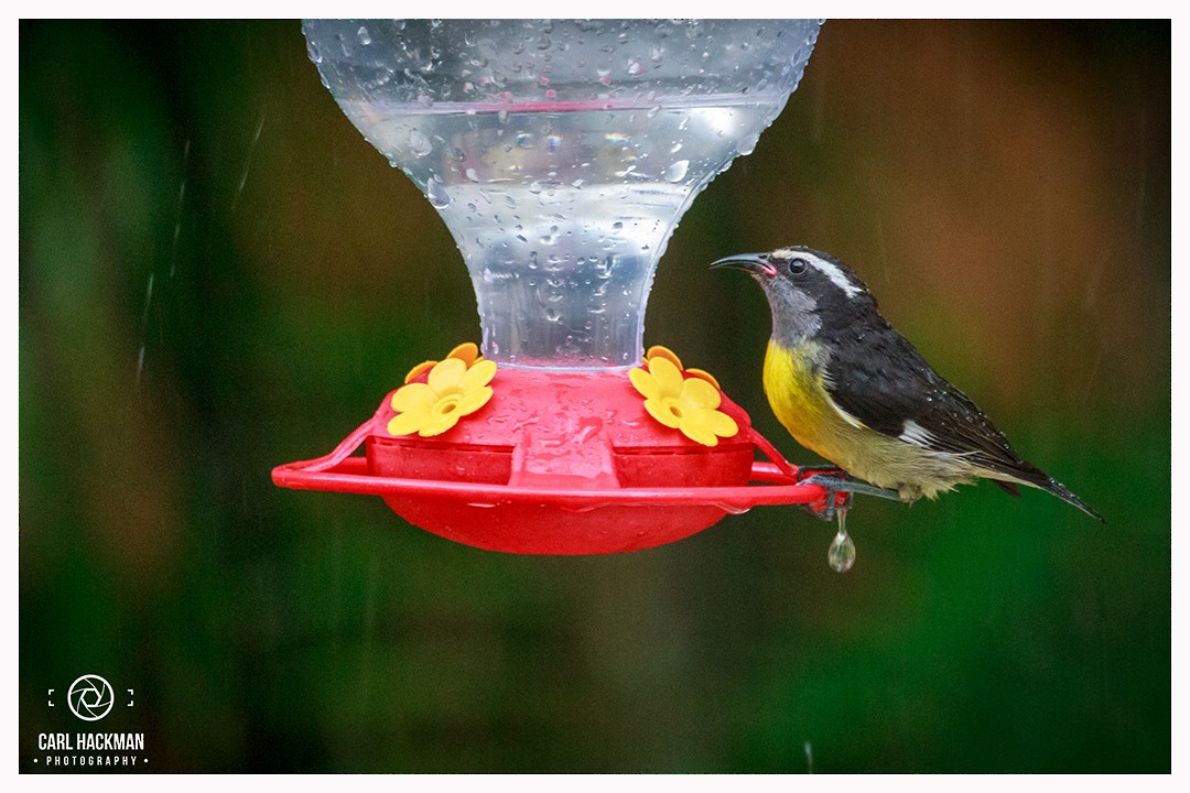 Bananaquit - ML398939931