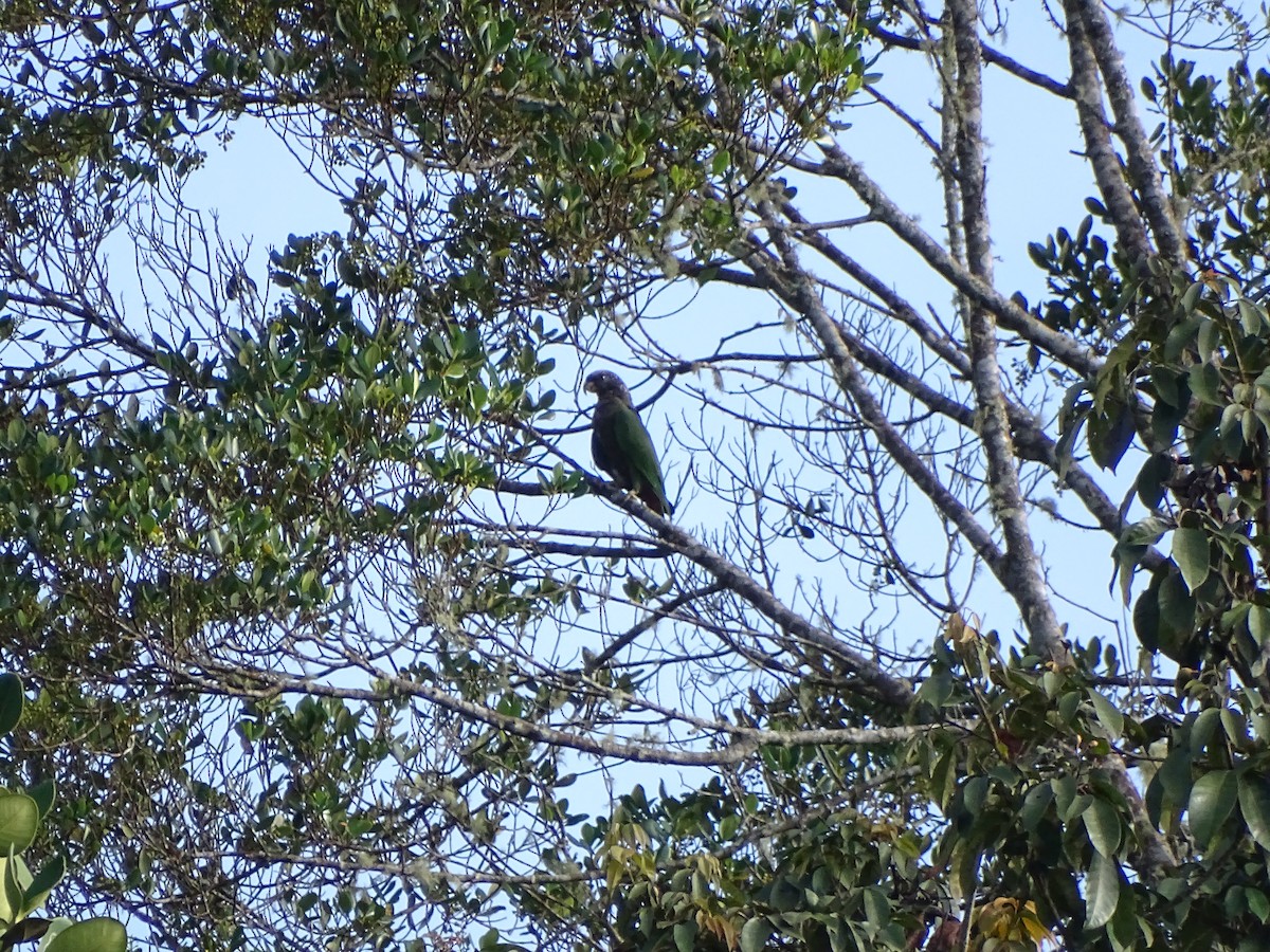 Speckle-faced Parrot - ML398940191