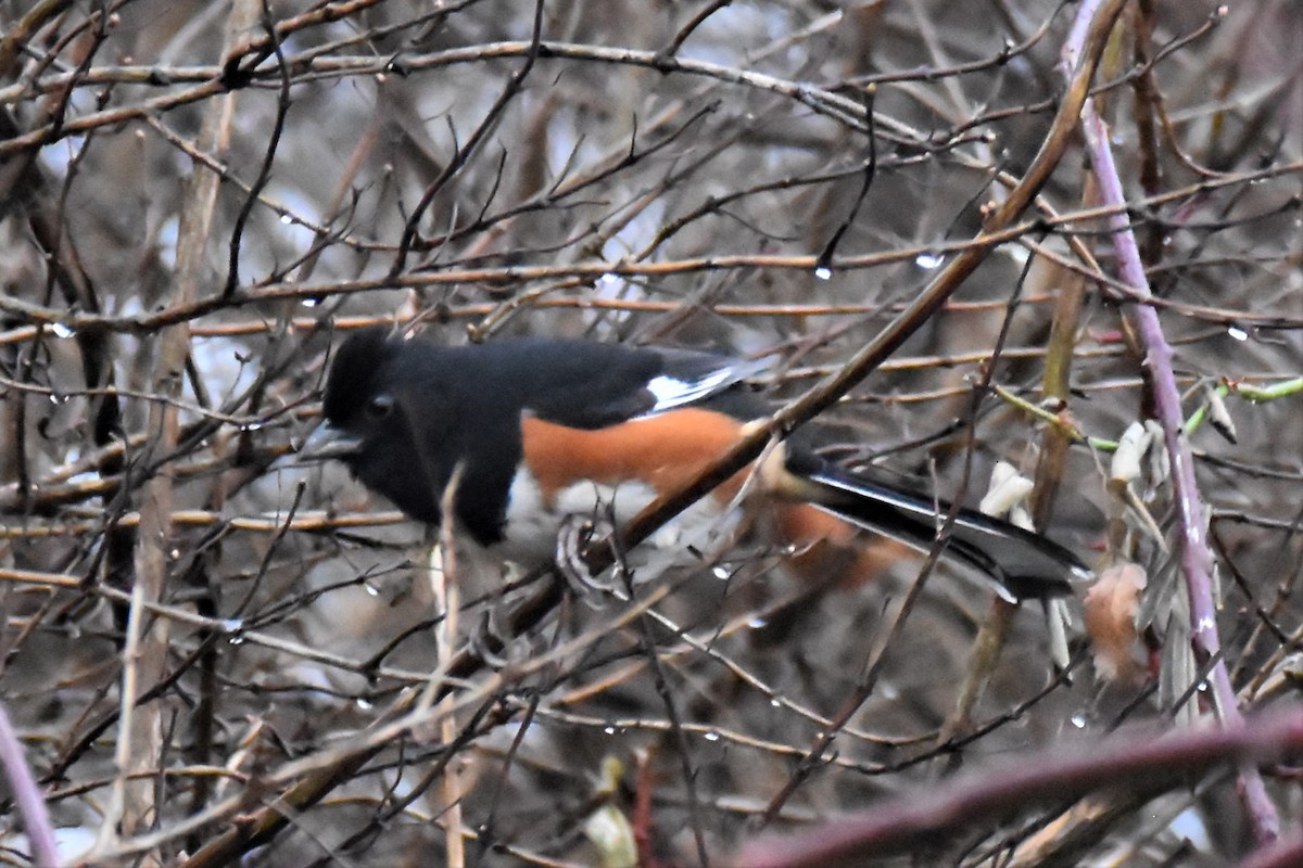 Eastern Towhee - ML398941051