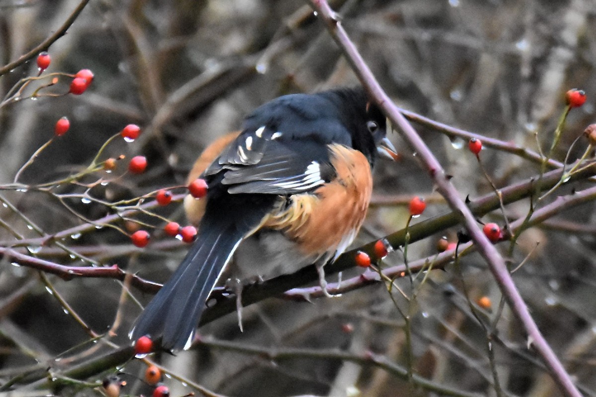 Eastern Towhee - ML398941071