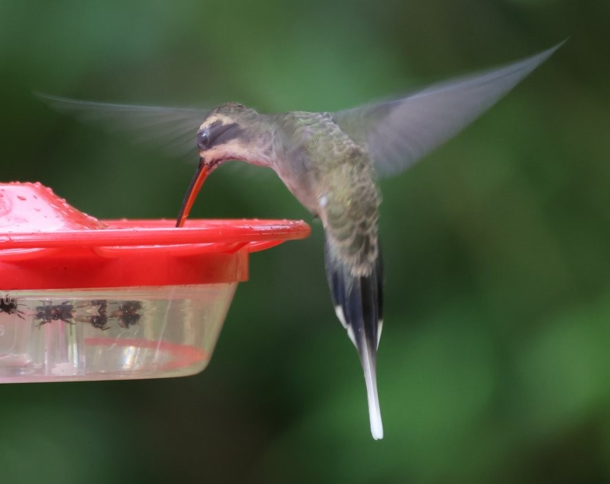 Pale-bellied Hermit - Wendy Howes