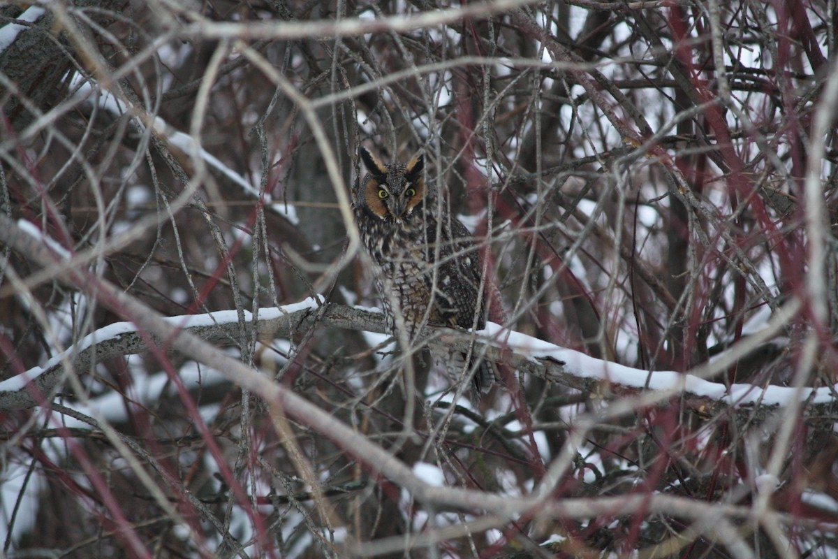 Long-eared Owl - Benoit Hilty