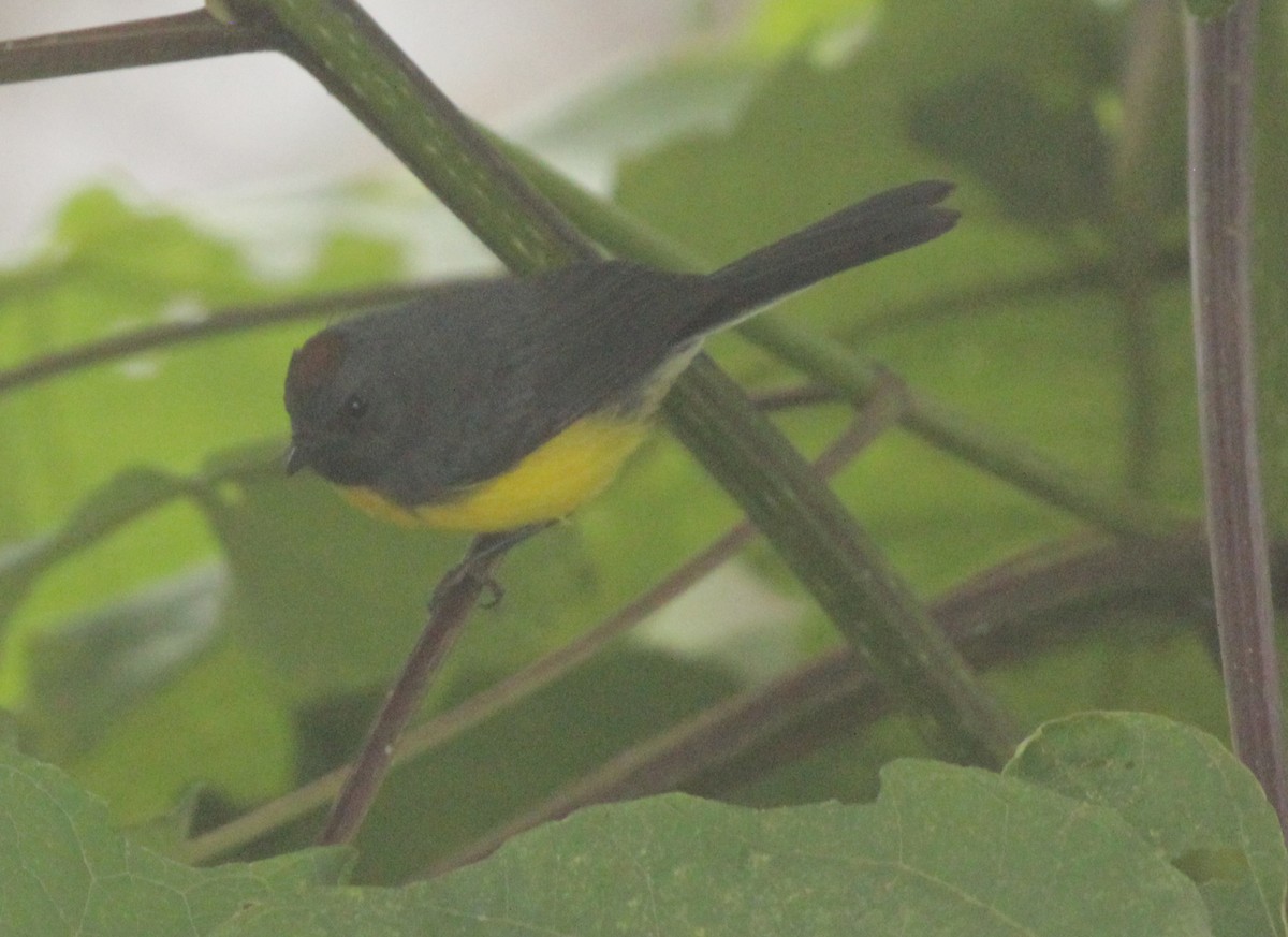 Slate-throated Redstart - Doug Korver