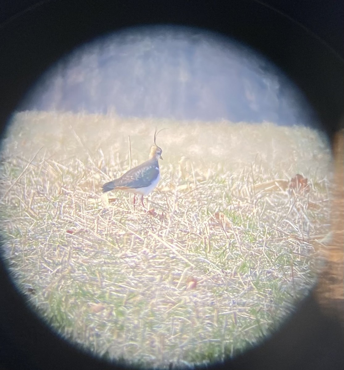 Northern Lapwing - ML398944731