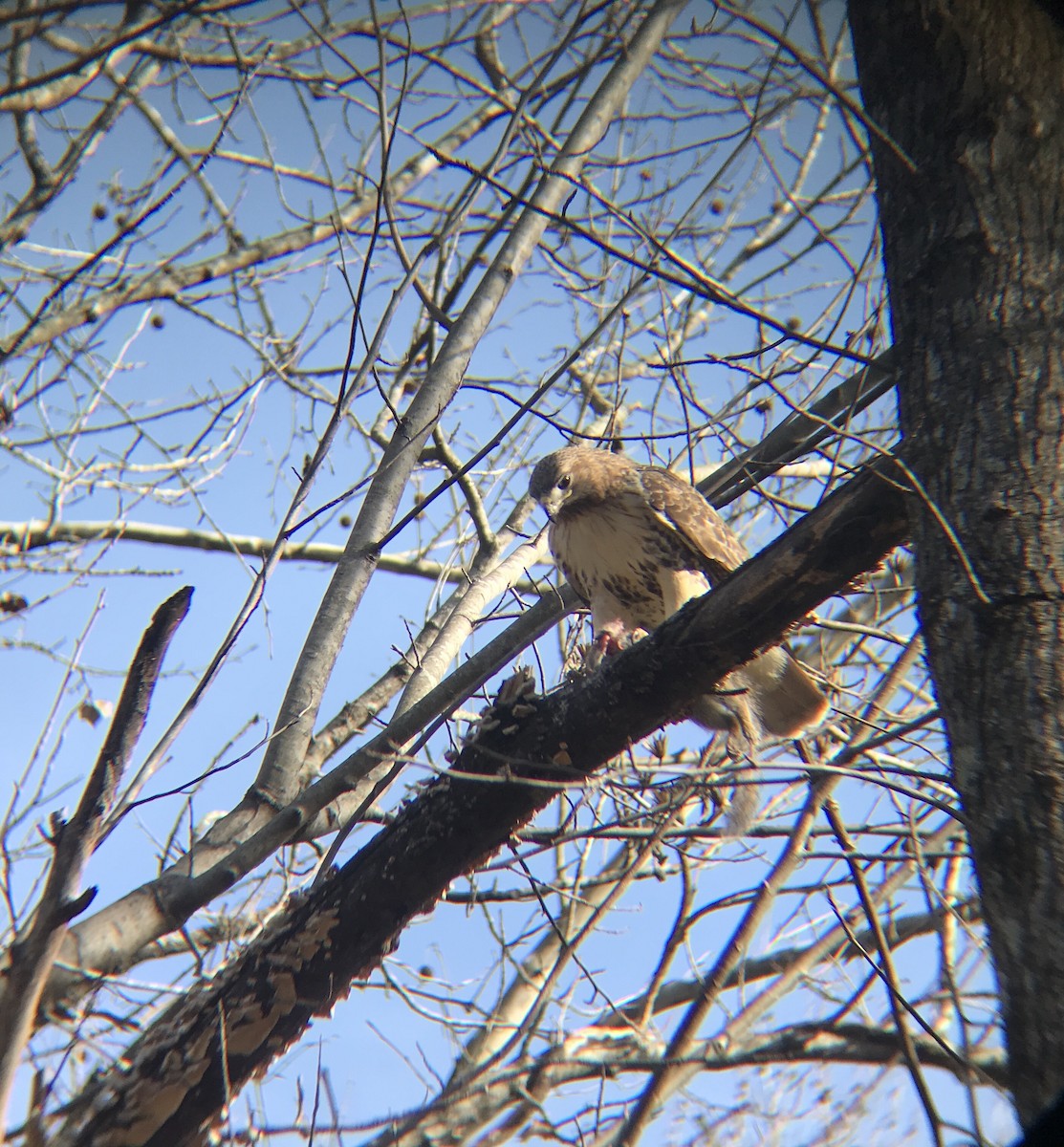 Red-tailed Hawk - ML398944761