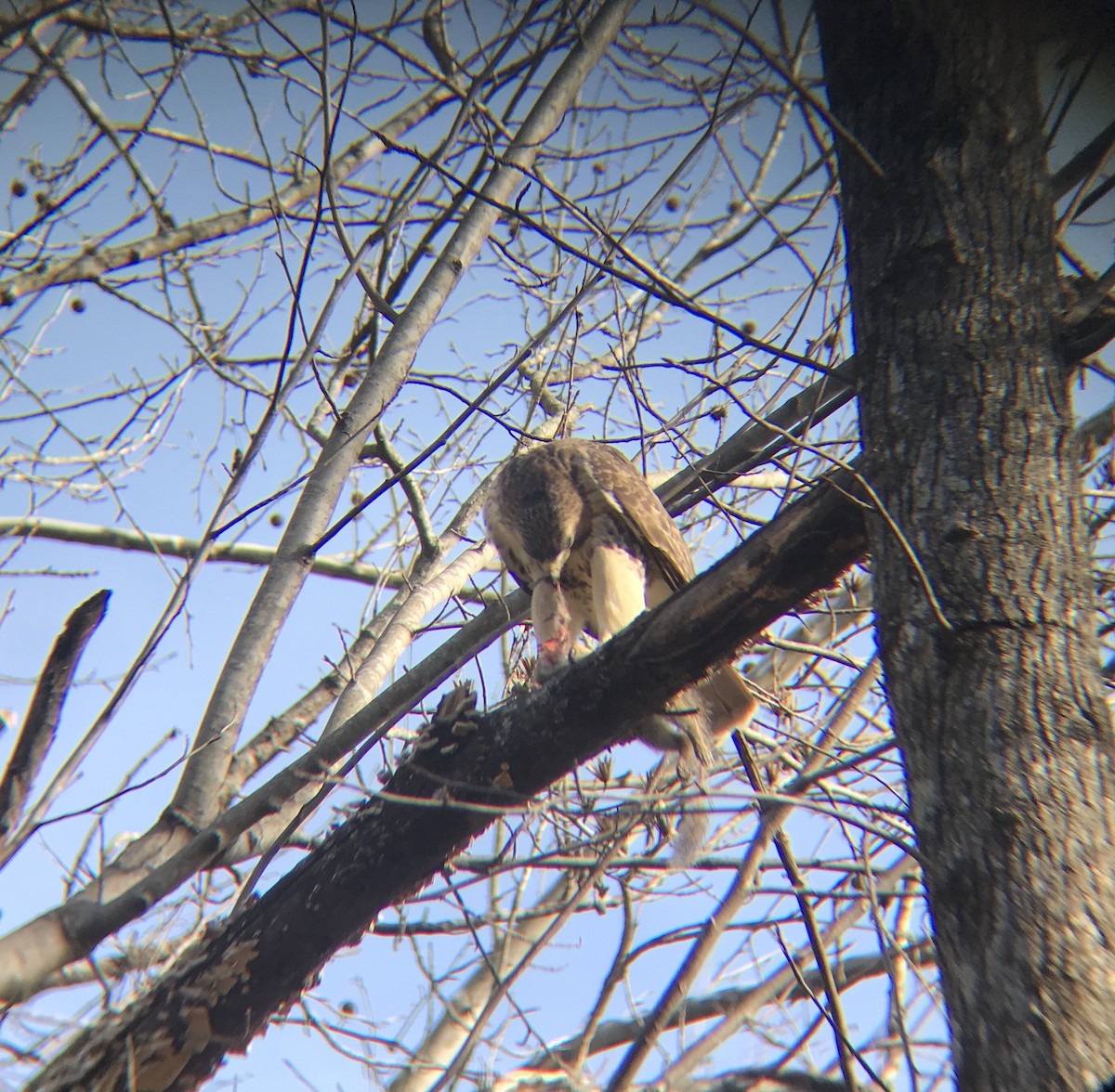 Red-tailed Hawk - ML398944771