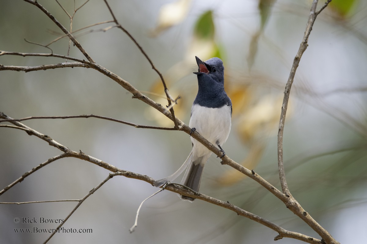 Leaden Flycatcher - ML398945641