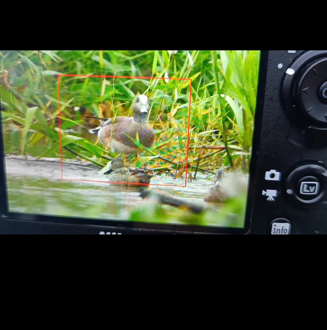 American Wigeon - ML398952401