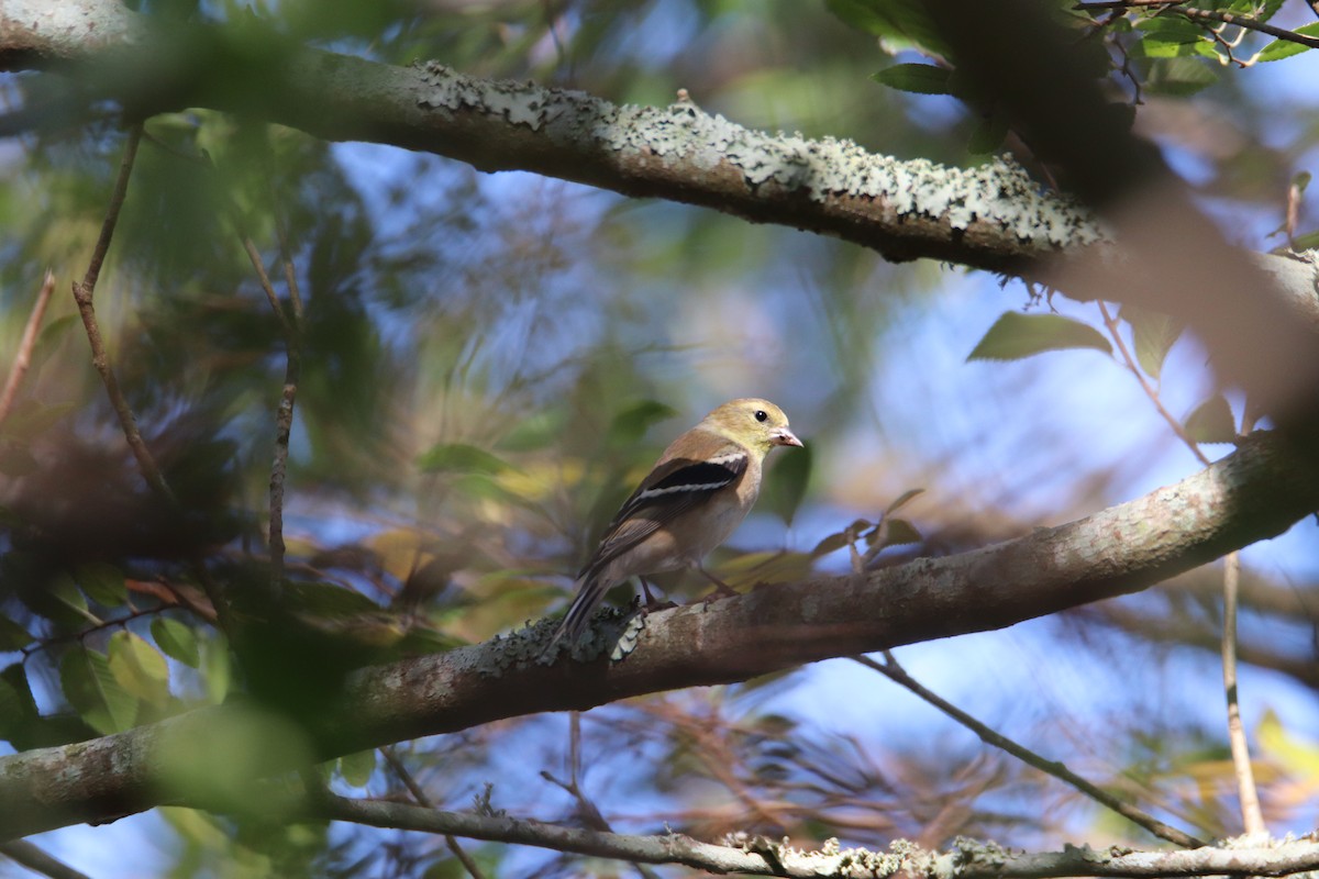 gulstillits - ML398952551