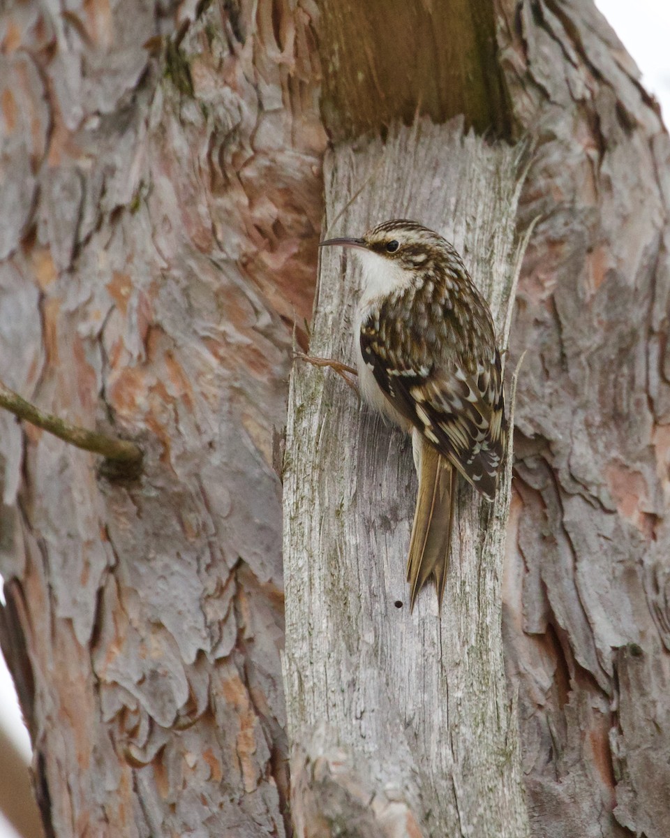 Brown Creeper - ML398953271