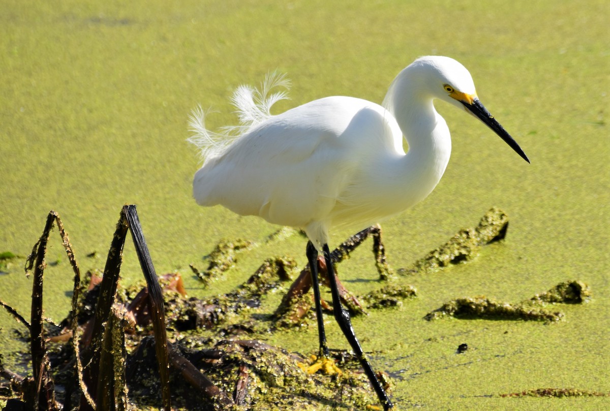 Aigrette neigeuse - ML398954391