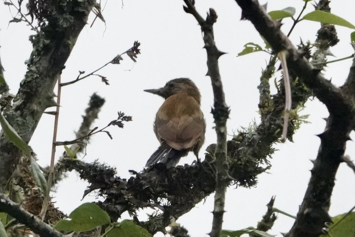 Smoky-brown Woodpecker - ML398954411