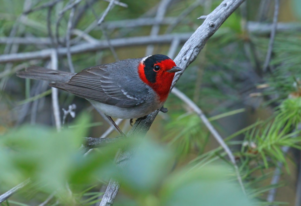 Red-faced Warbler - ML398954651