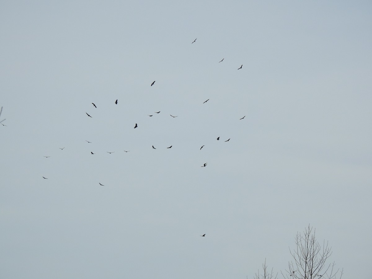 Black Vulture - ML398958311