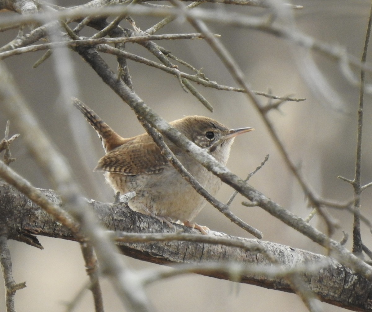Northern House Wren - ML398958371