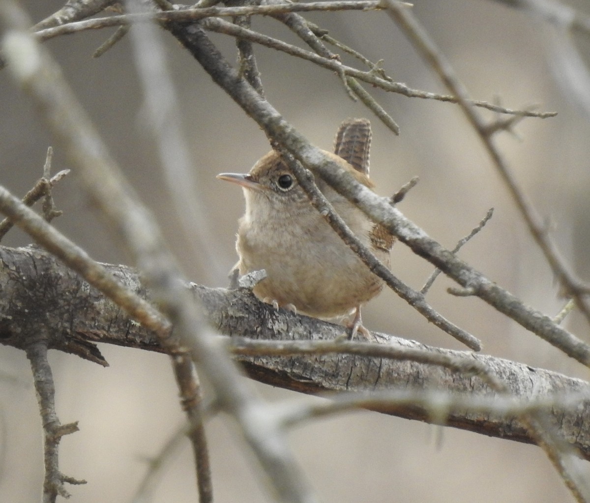 Northern House Wren - ML398958381