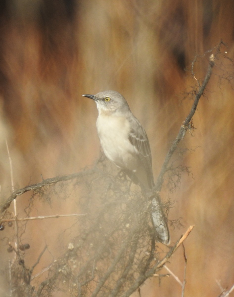 Northern Mockingbird - ML398958481