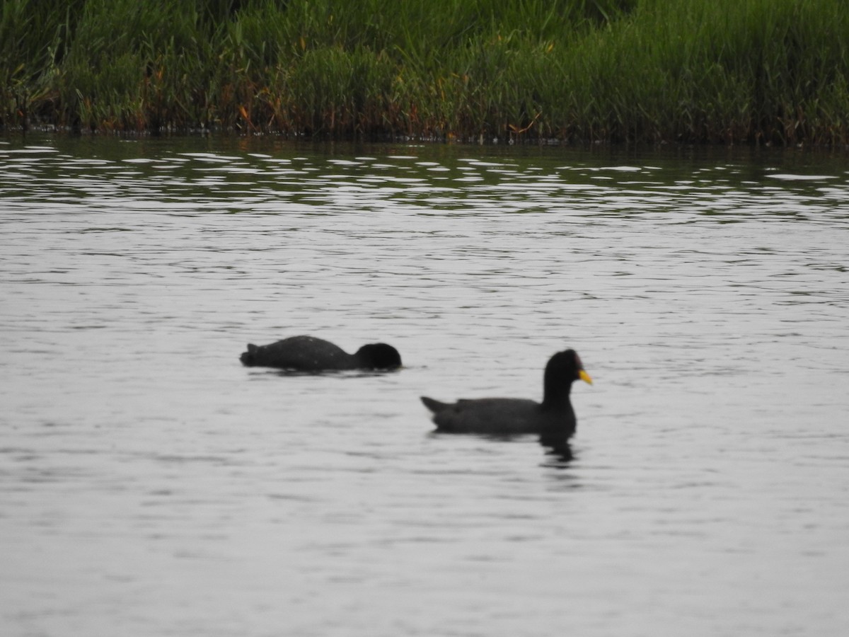 Red-fronted Coot - ML398959011