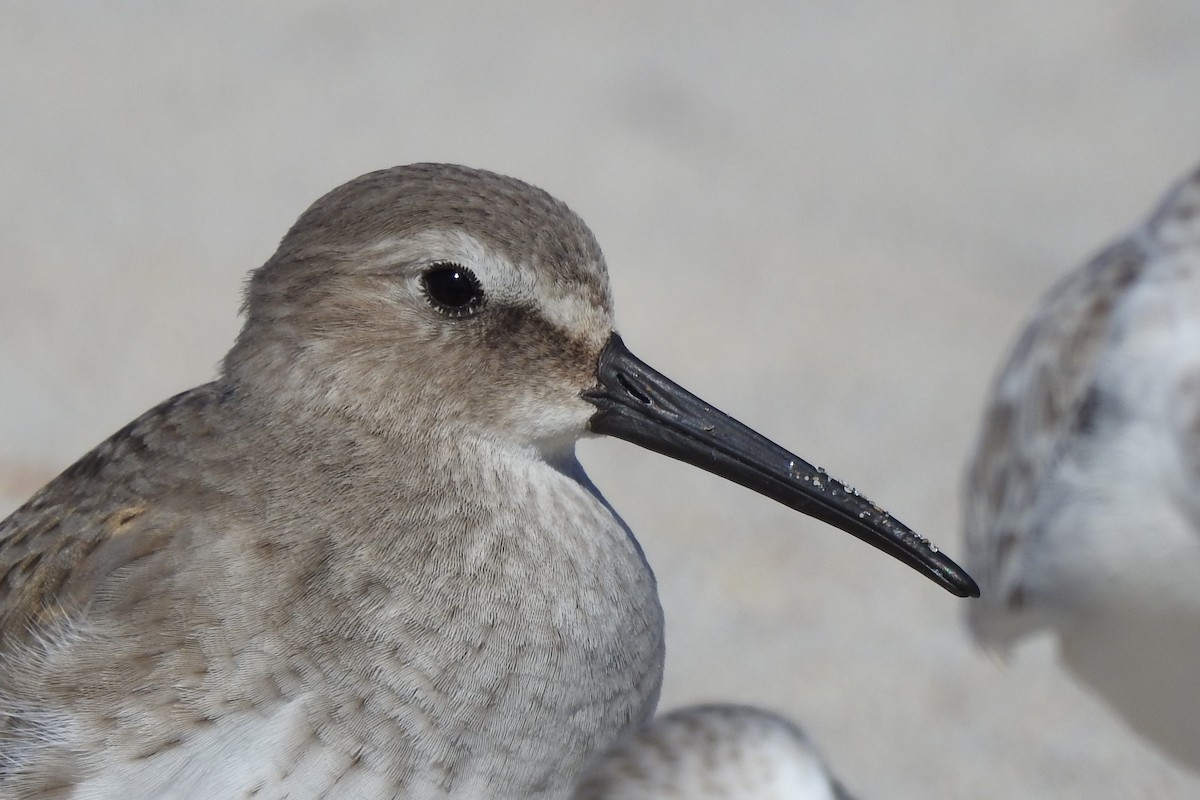 Bécasseau variable - ML398959041