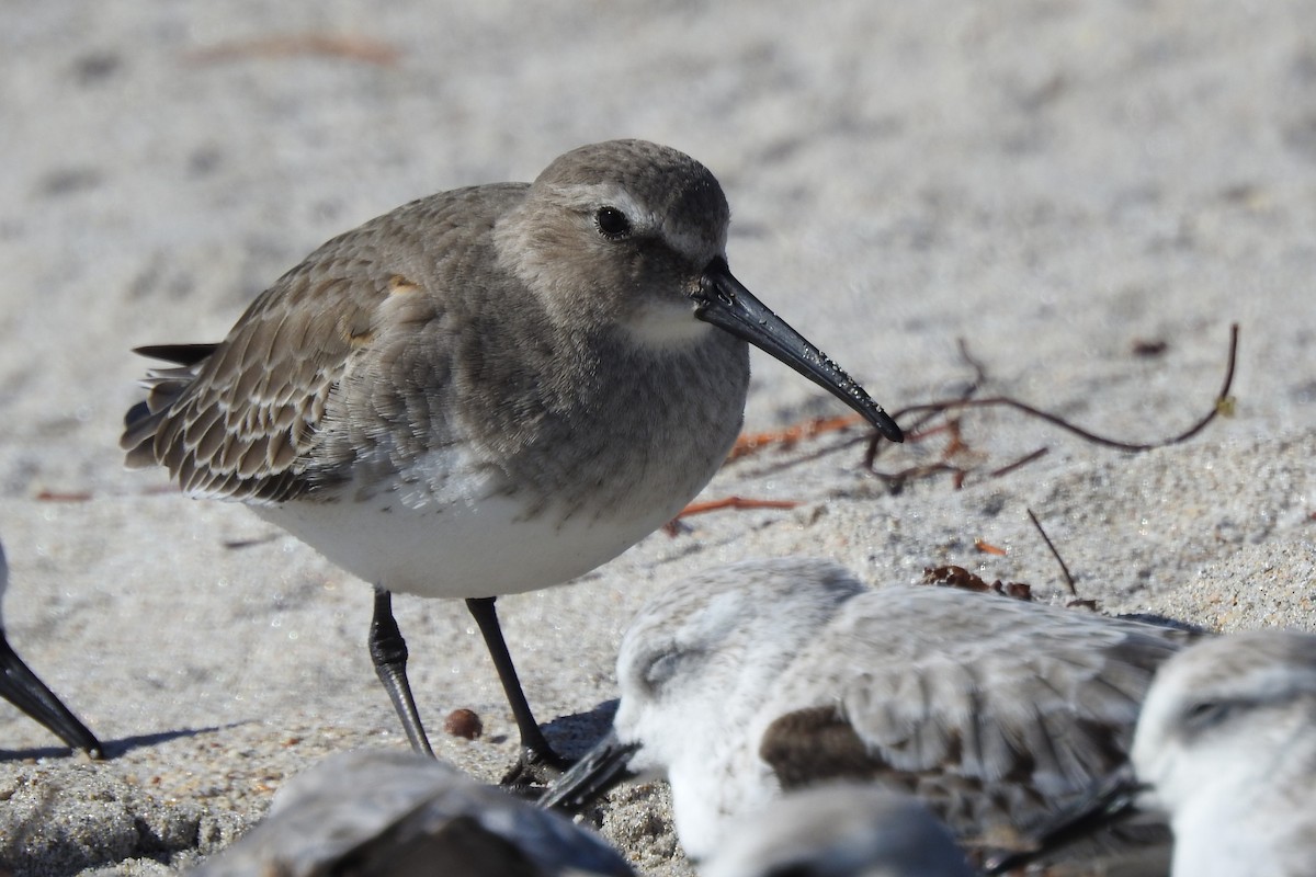 Dunlin - ML398959061