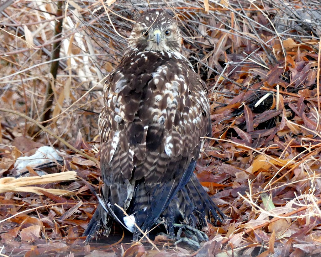 Red-tailed Hawk - Femi Faminu