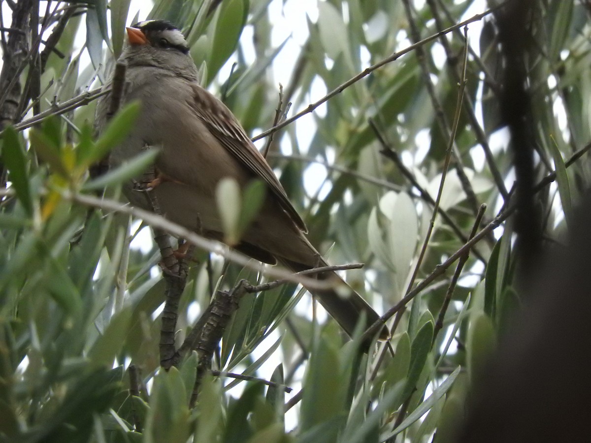 White-crowned Sparrow - ML398959821