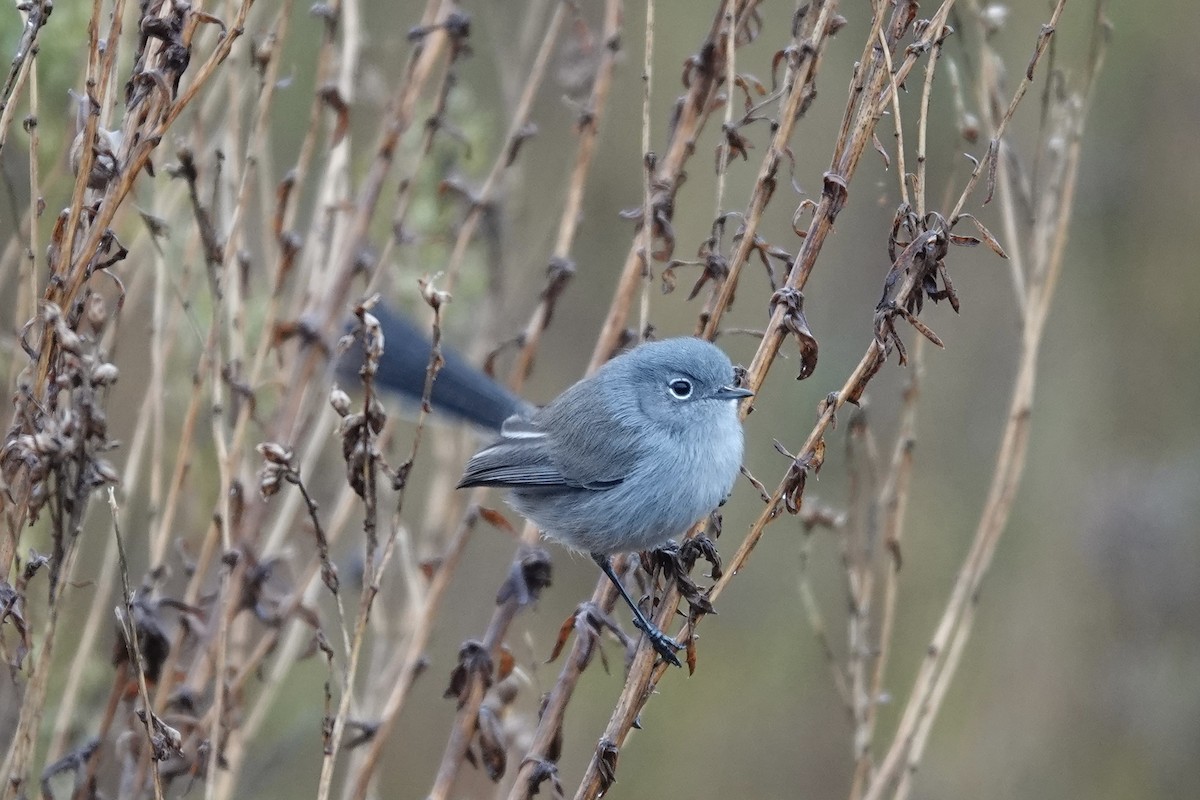 California Gnatcatcher - ML398959851